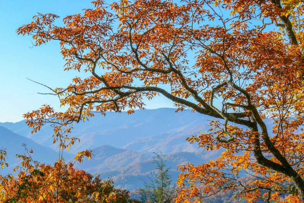 A Guide to Smoky Mountain Fall Foliage | Buddy's BBQ in Sevierville